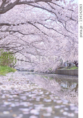 満開の桜並木と水面に映る桜 134142063