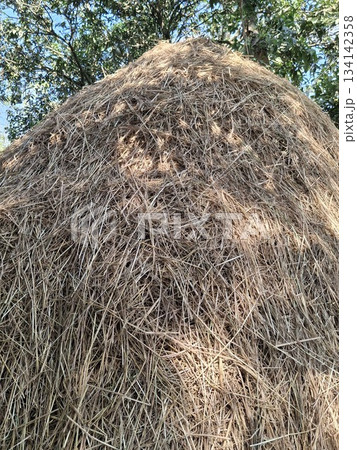 A detailed view of a massive haystack made of dry grass and straw, with green foliage in the background 134142358