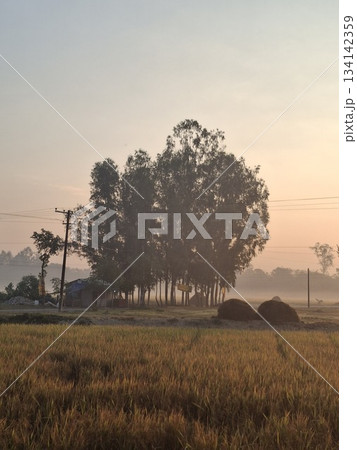 A serene rural landscape at dawn, with a gentle mist obscuring the horizon and illuminating a cultivated field A serene rural landscape at dawn, with a gentle mist obscuring the horizon and illuminating a cultivated field 134142359