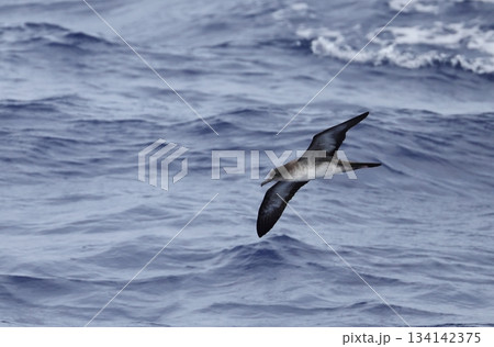 海上を飛ぶオナガミズナギドリ 134142375