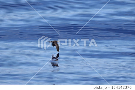 海上を飛ぶオガサワラミズナギドリ 134142376