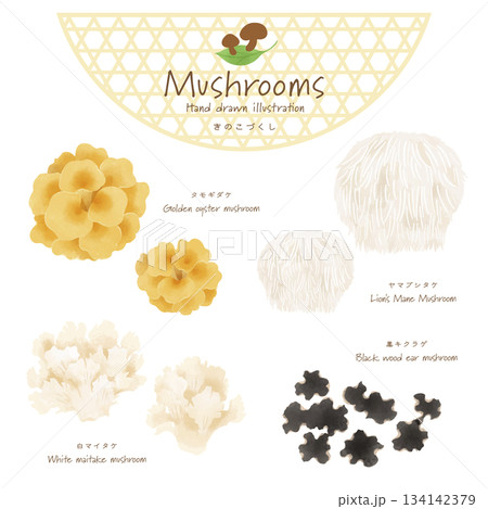 きのこづくしベクターセット＜タモギダケ・ヤマブシタケ・白マイタケ・黒キクラゲ＞ 134142379