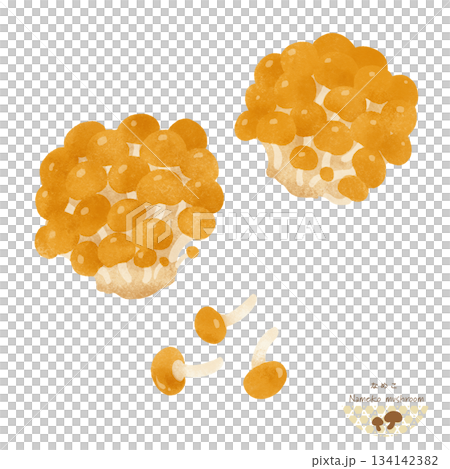 Nameko watercolor illustration 134142382