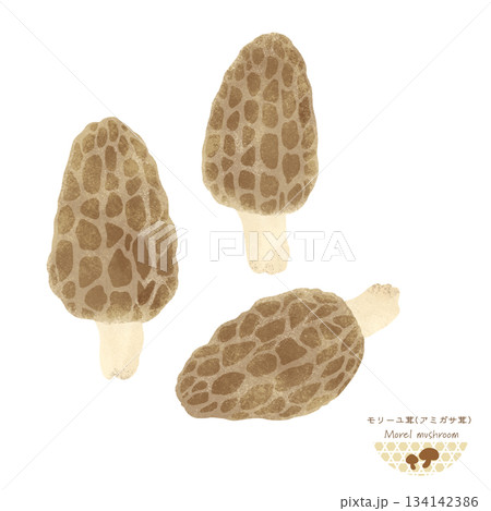世界のきのこ＜モリーユ茸・アミガサ茸の水彩イラスト＞ 134142386