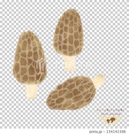 世界のきのこ＜モリーユ茸・アミガサ茸の水彩イラスト＞ 134142386
