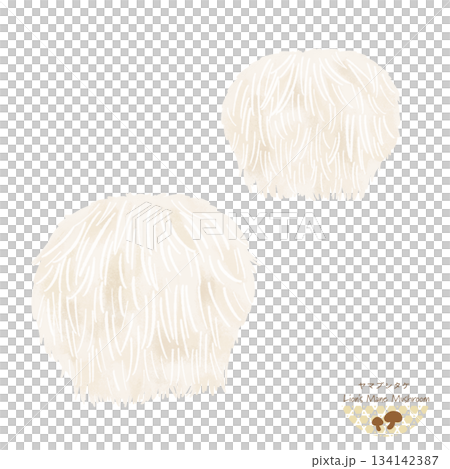 山伏茸水彩插圖 山伏茸水彩插圖 134142387