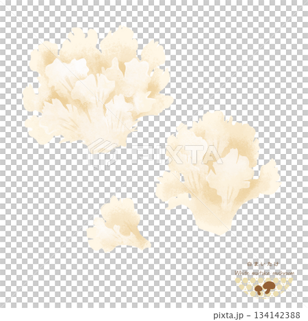 白マイタケの水彩イラスト 134142388