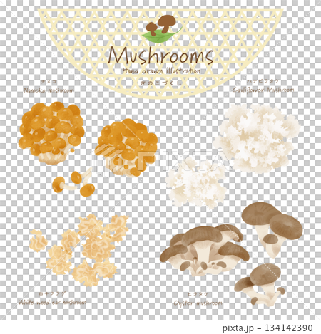 きのこづくしベクターセット＜ナメコ・ハナビラタケ・白キクラゲ・ヒラタケ＞ 134142390