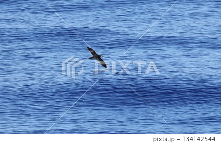 海上を飛ぶオガサワラミズナギドリ 海上を飛ぶオガサワラミズナギドリ 134142544