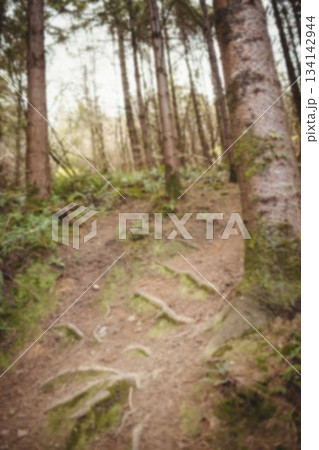 Tranquil scene of woodland 134142944