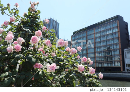 水辺に咲くピンクのバラと都市の調和風景 水辺に咲くピンクのバラと都市の調和風景 134143191