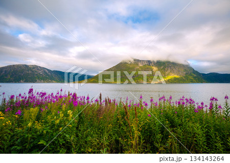 View of the fjord. Rocky sea shore, blue cloudy sky, and blossoming pink flowers. Beautiful nature of Norway 134143264