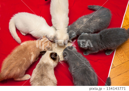 Seven kittens are eating from a plate on a red background. Top view 134143771