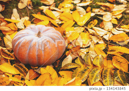 Musk pumpkin lying on yellow fallen leaves. 134143845