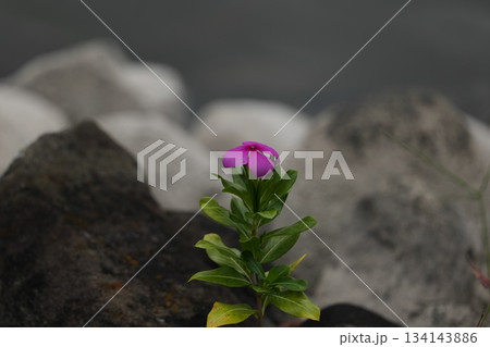 成田市散策 134143886