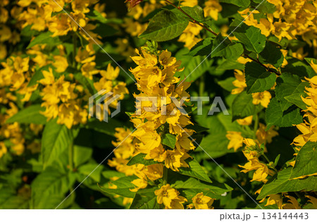 Yellow bells flowers of Lysimachia Punctata, dotted loosestrife, large yellow loosestrife or spotted loosestrife in summer garden with selective focus. Trendy aspen gold flower background. 134144443