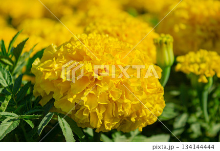 Close-up Yellow marigold Tagetes erecta flowers. Mexican, Aztec or African marigold. Yellow Marigold Flower Texture. 134144444