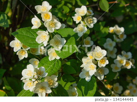 Beautiful White Blooming Mock-orange flowers of Celinda Philadelphus coronarius in the garden. 134144445
