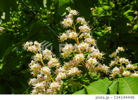 Close-up White chestnut flowers with green leaves. Aesculus Hippocastanum flowering of a horse chestnut in a park in cologne in spring. 134144446