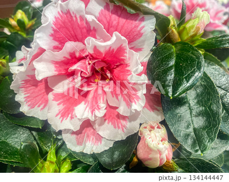 Close-up Beautiful double pink and white Azalea flower among green leaves background. The rhododendron blooms in the spring garden, Beautiful pink rhododendron close-up. Close-up Beautiful double pink and white Azalea flower among green leaves background. The rhododendron blooms in the spring garden, Beautiful pink rhododendron close-up. 134144447