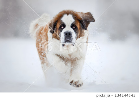 雪の中を力強く走るセントバーナードの迫力ある冬の瞬間 134144543