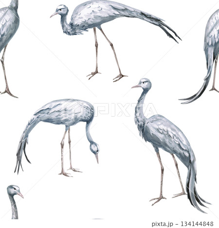 Seamless pattern with grey African cranes. Watercolor illustration of the African savannah for eco-projects, posters, hotel design, and nature reserve websites. Seamless pattern with grey African cranes. Watercolor illustration of the African savannah for eco-projects, posters, hotel design, and nature reserve websites. 134144848