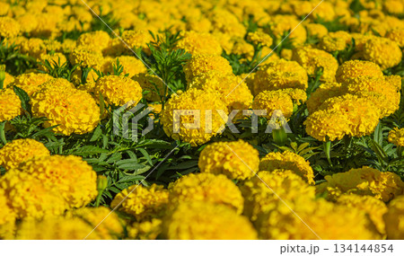 Yellow Tagetes Patula French Marigold in bloom, fluffy yellow flowers. 134144854