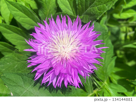 Vibrant Pink Persian Cornflower in Full Bloom. Pink flower of Persian knapweed (Psephellus dealbatus, Centaurea dealbata) in summer garden. Vibrant Pink Persian Cornflower in Full Bloom. Pink flower of Persian knapweed (Psephellus dealbatus, Centaurea dealbata) in summer garden. 134144881