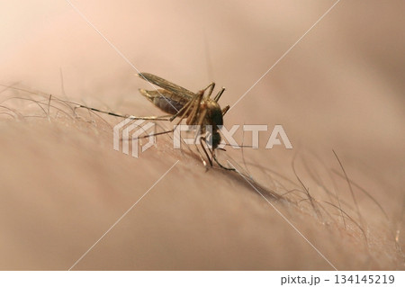mosquito drinks blood out of man. macro shot 134145219