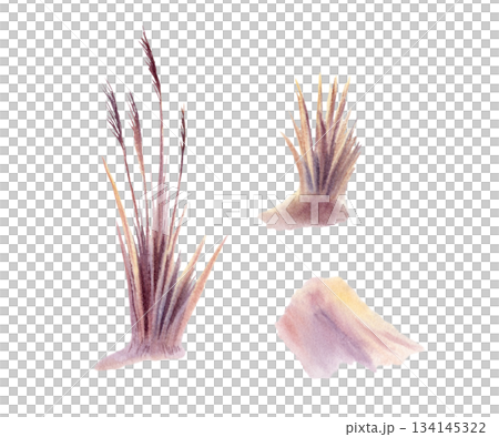 Pampas grass in golden and purple sunset tones,as two contrasting corner elements.Painted with delicate watercolor textures,soft gradients,botanical set for coastal branding,elegant sunset landscape 134145322