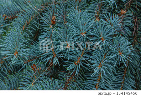 Close-up Branches of a coniferous tree. Blue spruce. 134145450