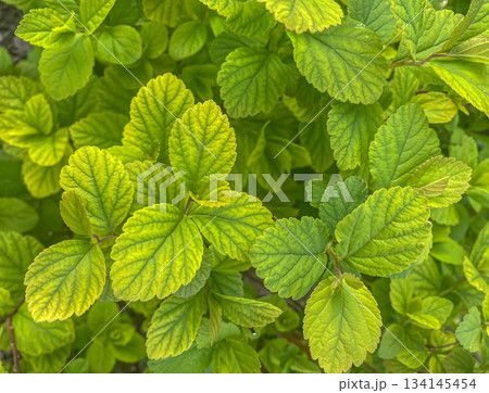Close-up leaves of Physocarpus opulifolius Nugget or Ninebark with green and yellow leaves. 134145454