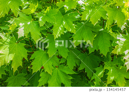 Green Abstract texture of maple leaves, natural background, green leaves. Green Abstract texture of maple leaves, natural background, green leaves. 134145457