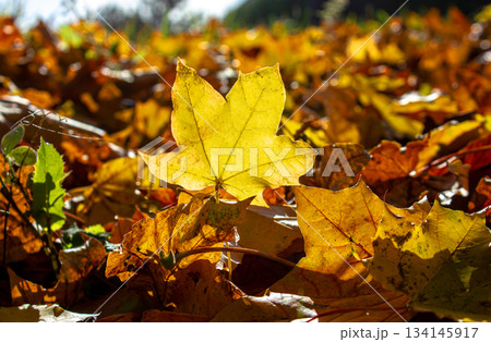Close-up Fallen dry Yellow leaves covered ground. Autumn park with fallen leaves. 134145917