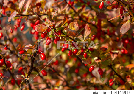 Small reddish leaves and ripe Red Barberry Berries. Selective focus. Japanese garden autumn nature. Berberis thunbergii or Thunberg's Red Barberry shrub. 134145918
