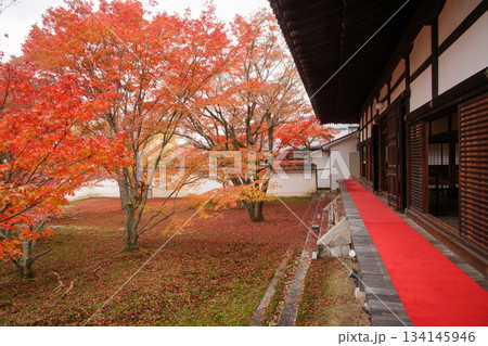 妙覚寺の紅葉 妙覚寺の紅葉 134145946