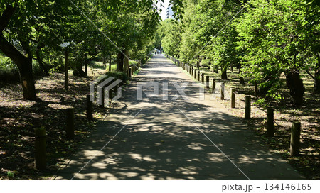 公園の小径 公園の小径 134146165
