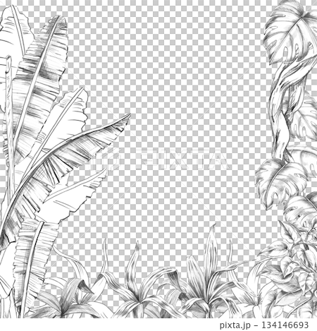 A square frame with banana tree leaves, monstera, and bushes at the bottom. Isolated pencil illustration of the tropics for hotel and restaurant interiors, nature reserve websites, poster printing. A square frame with banana tree leaves, monstera, and bushes at the bottom. Isolated pencil illustration of the tropics for hotel and restaurant interiors, nature reserve websites, poster printing. 134146693
