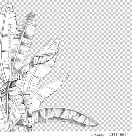 A square frame with banana tree leaves. Isolated pencil illustration of the tropics for hotel and restaurant interior design, nature reserve websites, and poster printing. 134146694
