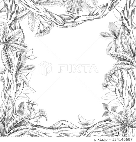 A square frame entwined with vines, leaves, and flowers. Isolated pencil illustration of the tropics for hotel and restaurant interiors, nature reserve websites, and poster printing. 134146697