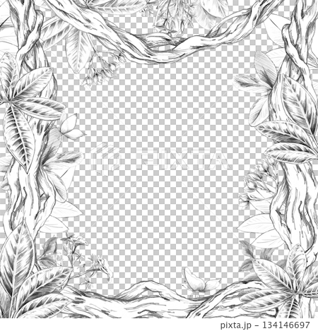 A square frame entwined with vines, leaves, and flowers. Isolated pencil illustration of the tropics for hotel and restaurant interiors, nature reserve websites, and poster printing. 134146697