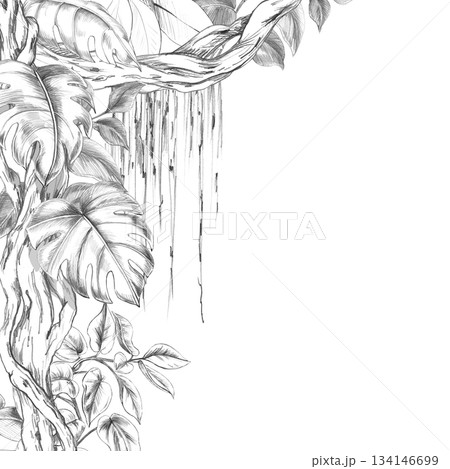 A square frame with vines and monstera leaves. Isolated pencil illustration of the tropics for hotel and restaurant interiors, nature reserve websites, and poster printing. 134146699