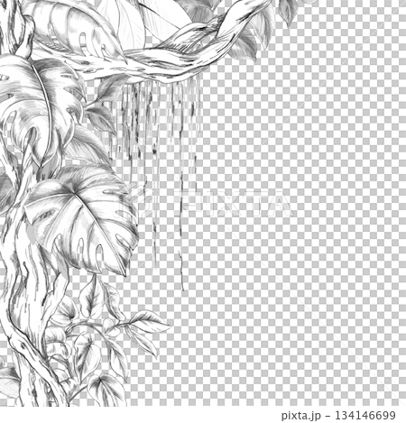 A square frame with vines and monstera leaves. Isolated pencil illustration of the tropics for hotel and restaurant interiors, nature reserve websites, and poster printing. 134146699