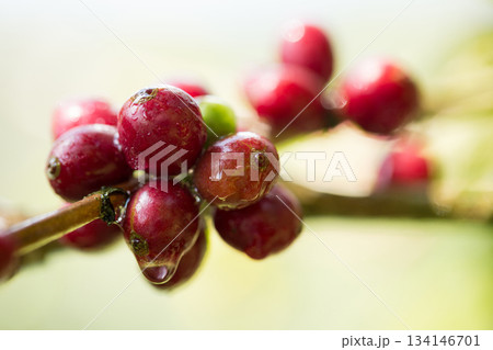 Farmer concept harvest fruit ripe coffee seed robusta arabica berry close up fresh green leaf bean picking orange crop red yellow berries raw plant tree farm growth blur background eco organic garden Farmer concept harvest fruit ripe coffee seed robusta arabica berry close up fresh green leaf bean picking orange crop red yellow berries raw plant tree farm growth blur background eco organic garden 134146701