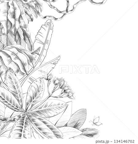 A square frame with large banana tree leaves, frangipani, and vines. Isolated pencil illustration of the tropics for hotel and restaurant interiors, nature reserve websites, and poster printing. A square frame with large banana tree leaves, frangipani, and vines. Isolated pencil illustration of the tropics for hotel and restaurant interiors, nature reserve websites, and poster printing. 134146702