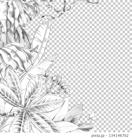 A square frame with large banana tree leaves, frangipani, and vines. Isolated pencil illustration of the tropics for hotel and restaurant interiors, nature reserve websites, and poster printing. 134146702