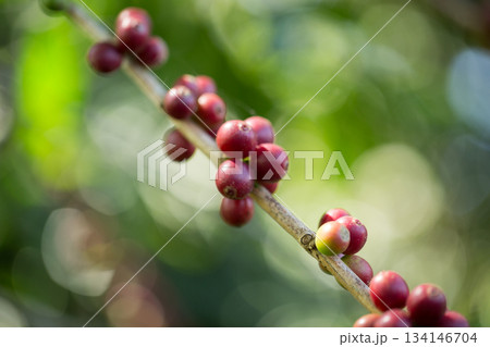 Farmer concept harvest fruit ripe coffee seed robusta arabica berry close up fresh green leaf bean picking orange crop red yellow berries raw plant tree farm growth blur background eco organic garden Farmer concept harvest fruit ripe coffee seed robusta arabica berry close up fresh green leaf bean picking orange crop red yellow berries raw plant tree farm growth blur background eco organic garden 134146704
