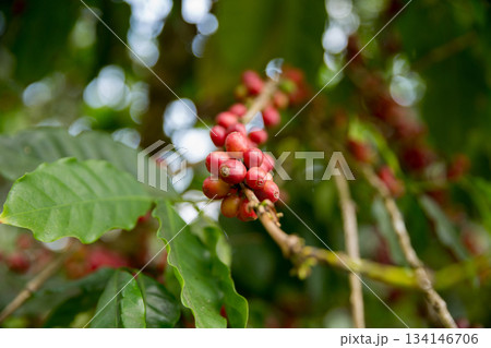 Farmer concept harvest fruit ripe coffee seed robusta arabica berry close up fresh green leaf bean picking orange crop red yellow berries raw plant tree farm growth blur background eco organic garden 134146706