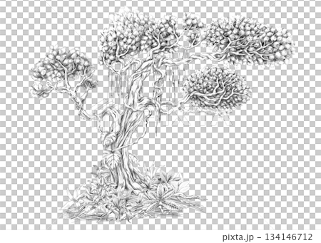 A large tree entwined with vines and leaves. Isolated pencil illustration of the tropics for hotel and restaurant interiors, nature reserve websites, and poster printing. A large tree entwined with vines and leaves. Isolated pencil illustration of the tropics for hotel and restaurant interiors, nature reserve websites, and poster printing. 134146712