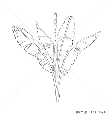 A banana leaf bush in the background. Isolated pencil illustration of tropical plants for hotel and restaurant interiors, nature reserve websites, and poster printing. 134146715